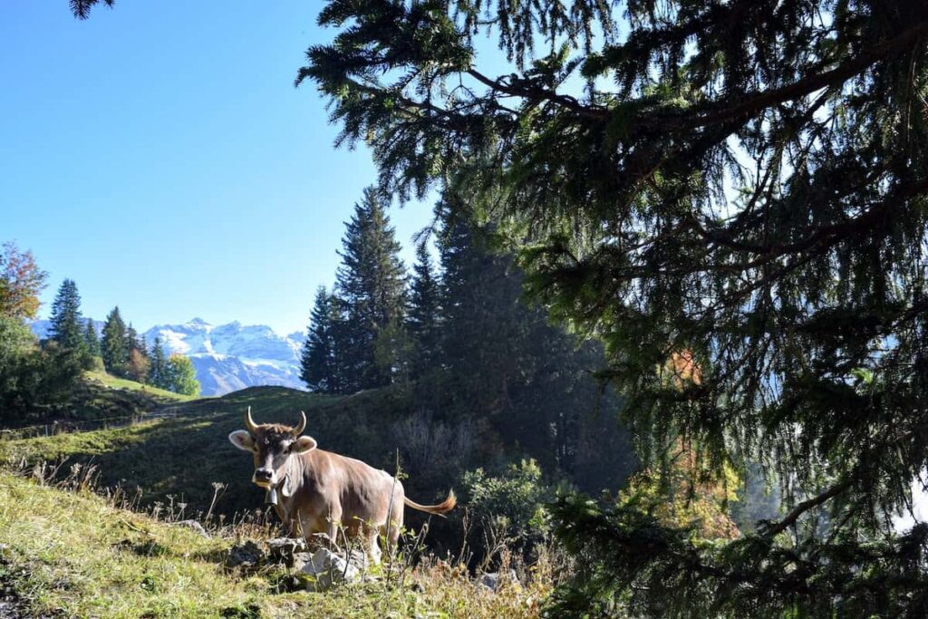 A cow in the woods next to the mountains in the Swiss Alps
