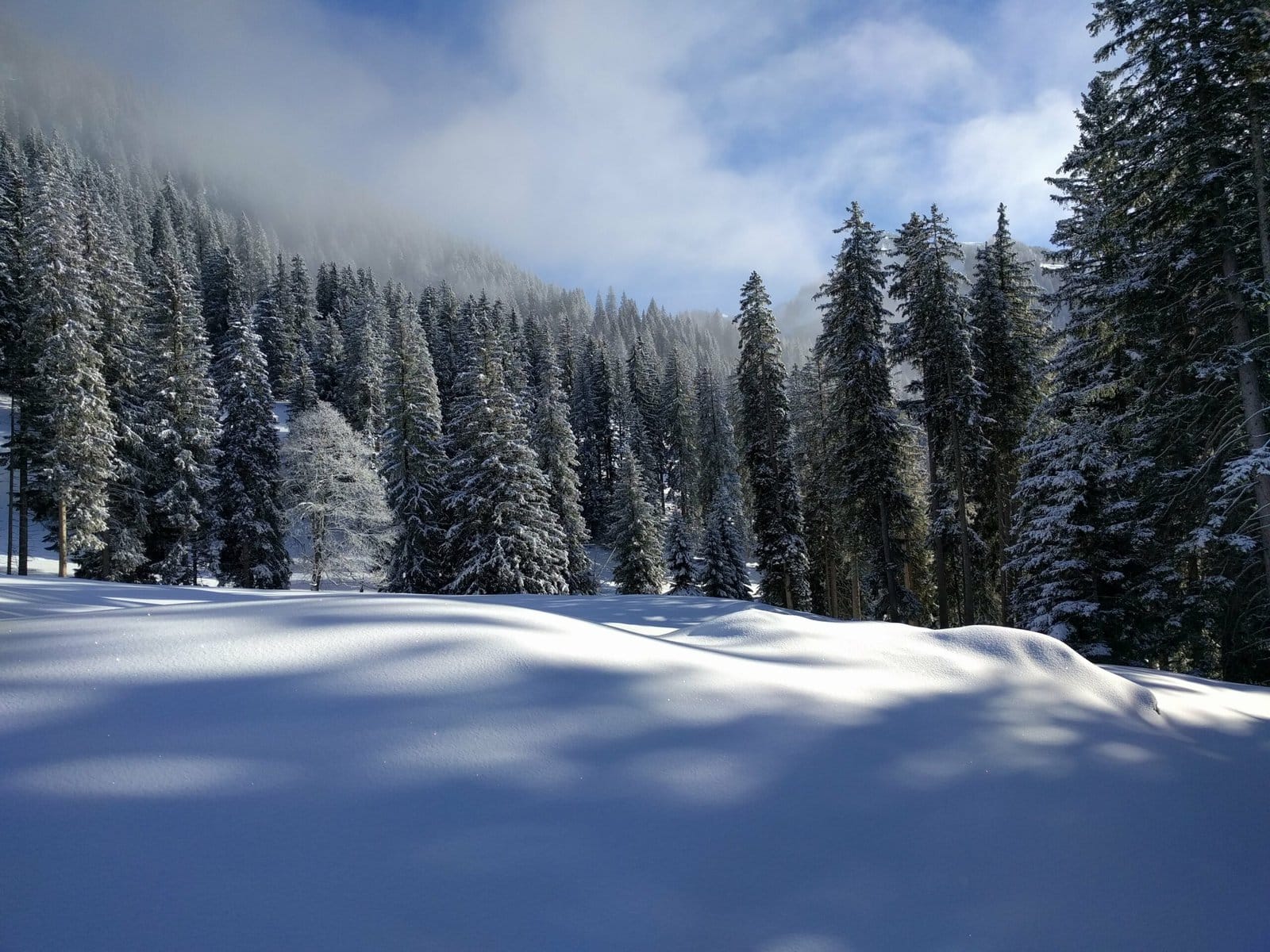 snow by the trees on hasliberg mountain in winter